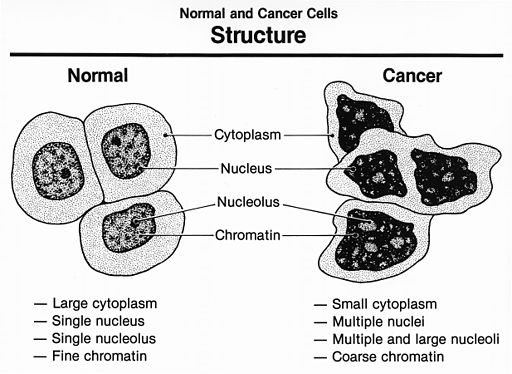 Normal_and_cancer_cells_structure